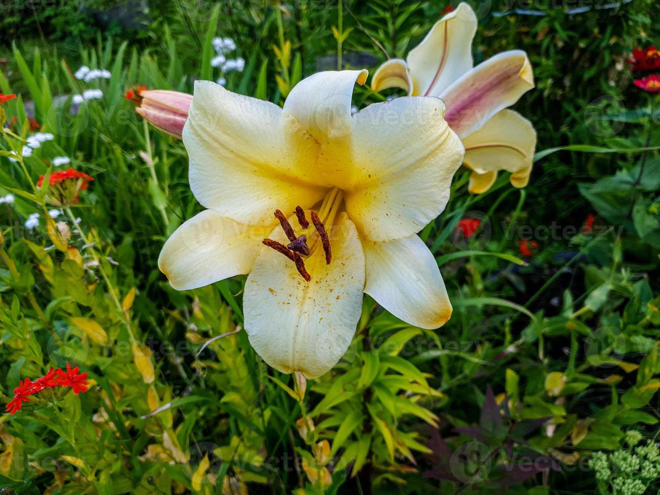 white and yellow lilies photo