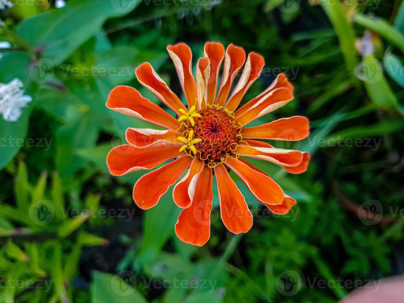 primer plano de la flor de naranja. foto