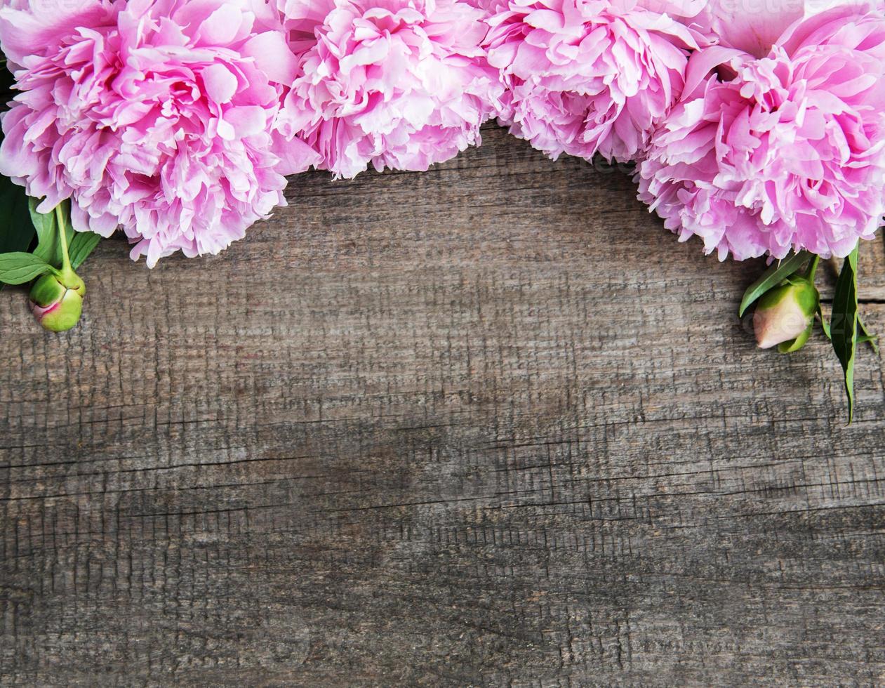 Pink peony flowers photo