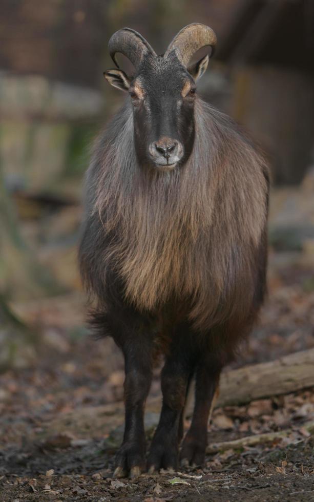 retrato de tahr del himalaya foto