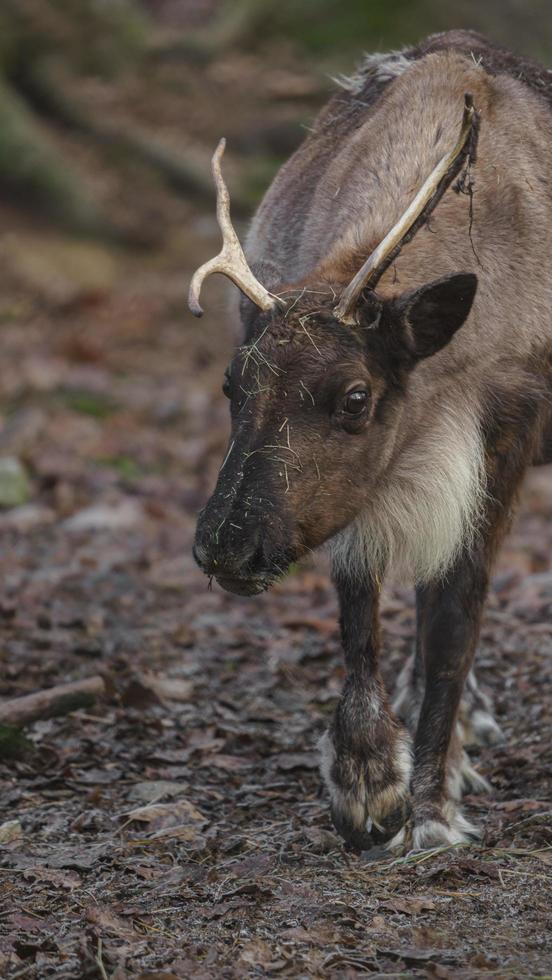 Reindeer in autumn photo