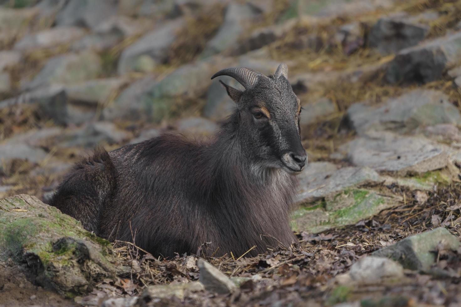 retrato de tahr del himalaya foto