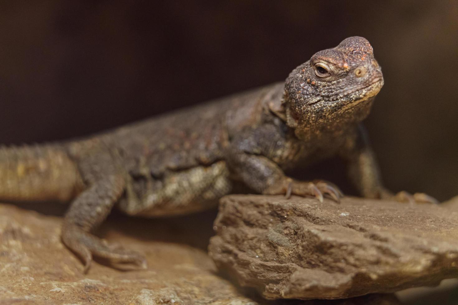 lagarto de cola espinosa del norte de África foto