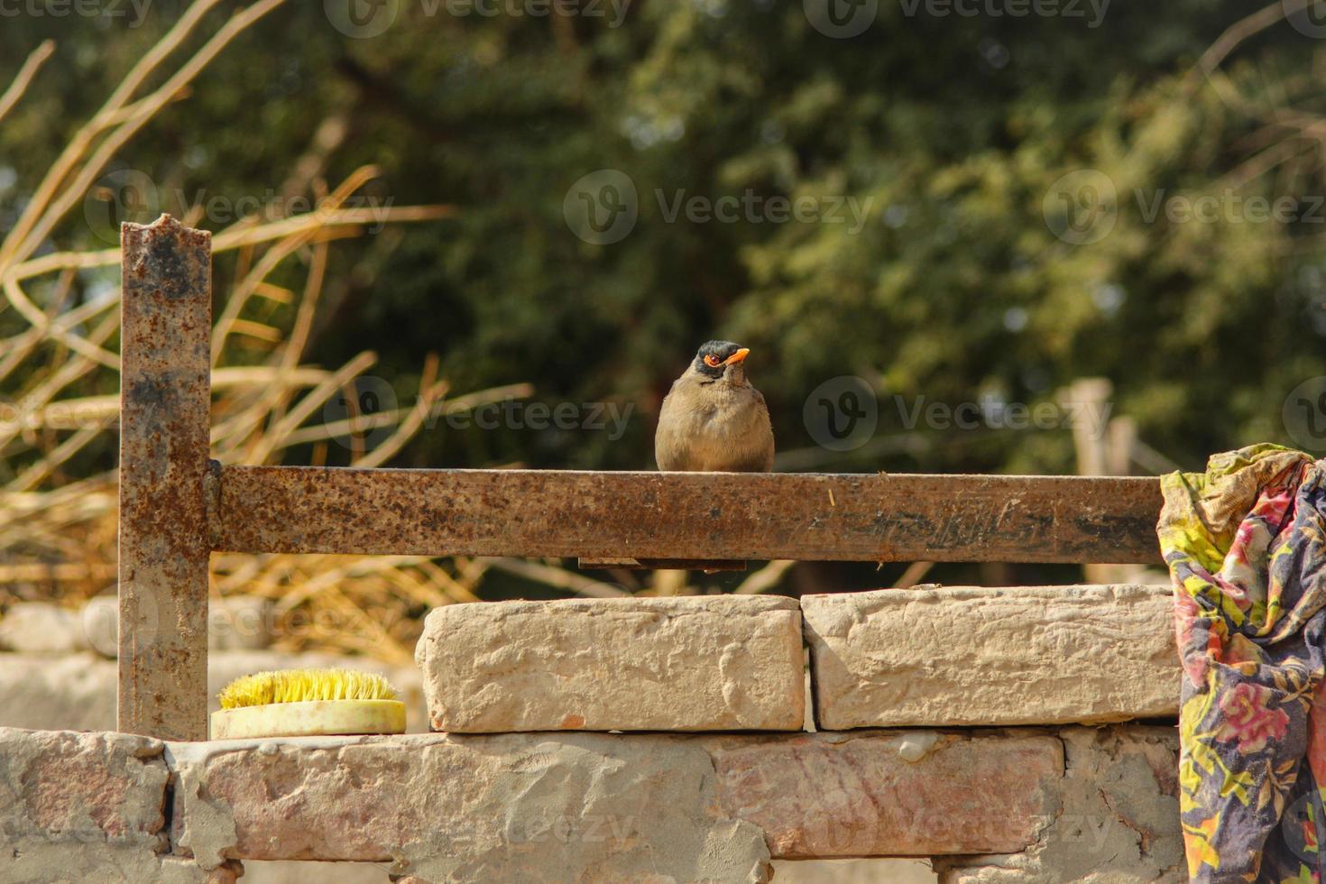 Close up of common myna against blurry background. Portrait of sitting common myna. A common myna or Indian myna. With selective focus on the subject. photo