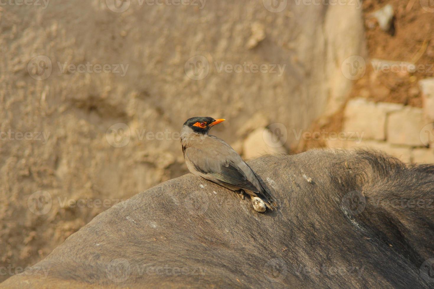 Close up of common myna against blurry background. Portrait of sitting common myna. A common myna or Indian myna. With selective focus on the subject. photo