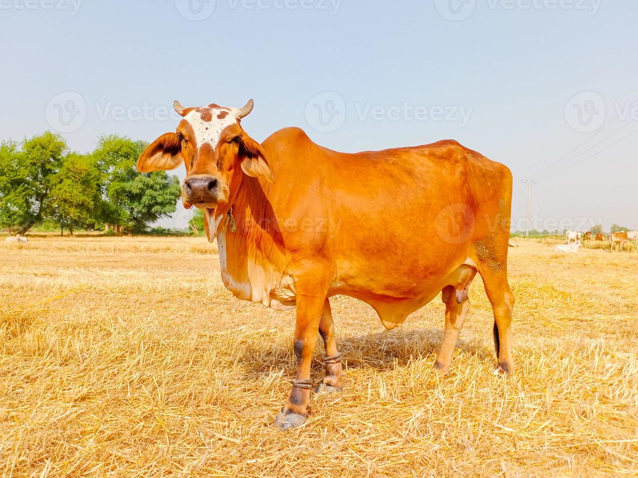 Close up of cow. Cows grazing Grass in Farm. Pakistani cows. Herd of cows at summer green field. Australian cow. Kandhari cow in farm. Milk giving animal.Dairy animal. With selective focus on Subject. photo