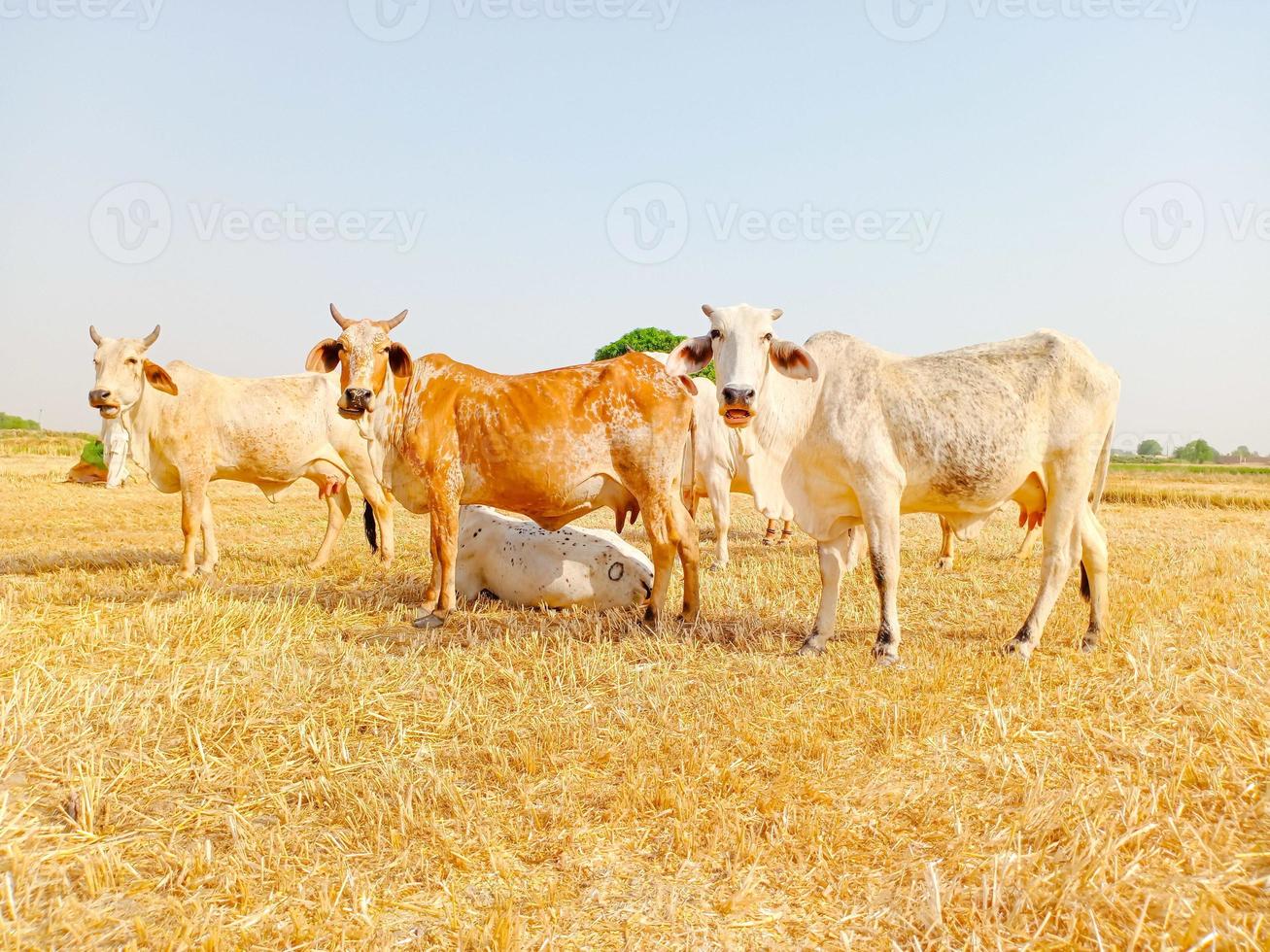 Close up of cow. Cows grazing Grass in Farm. Pakistani cows. Herd of cows at summer green field. Australian cow. Kandhari cow in farm. Milk giving animal.Dairy animal. With selective focus on Subject. photo