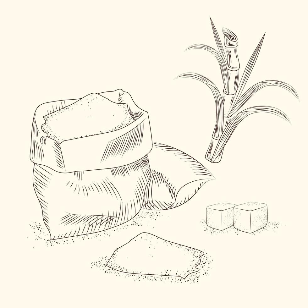 Set of sugar cane. Hand draw cane leaves background. vector