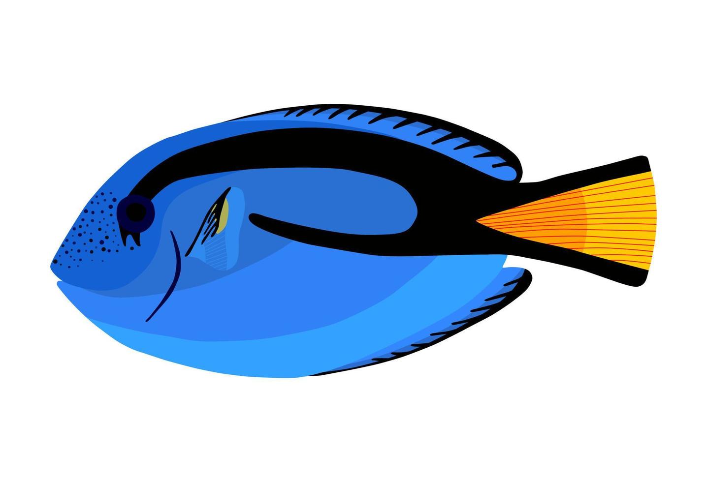 Surgeon fish. Tropical ocean fish. Paracanthurus hepatus. vector