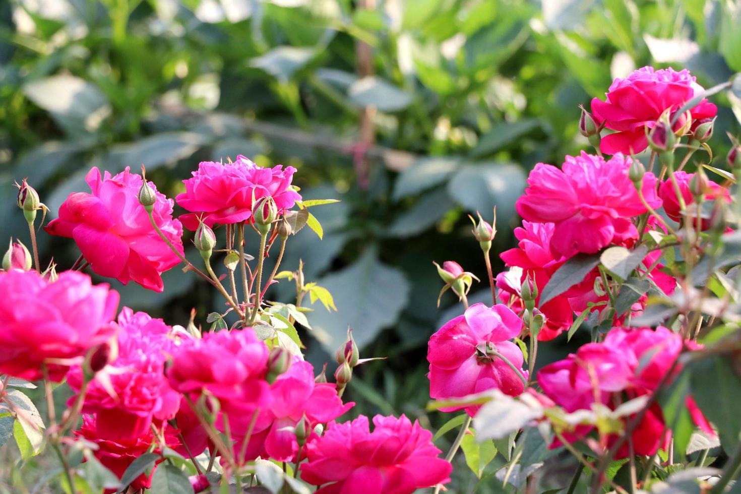 Beautiful flower with green background photo