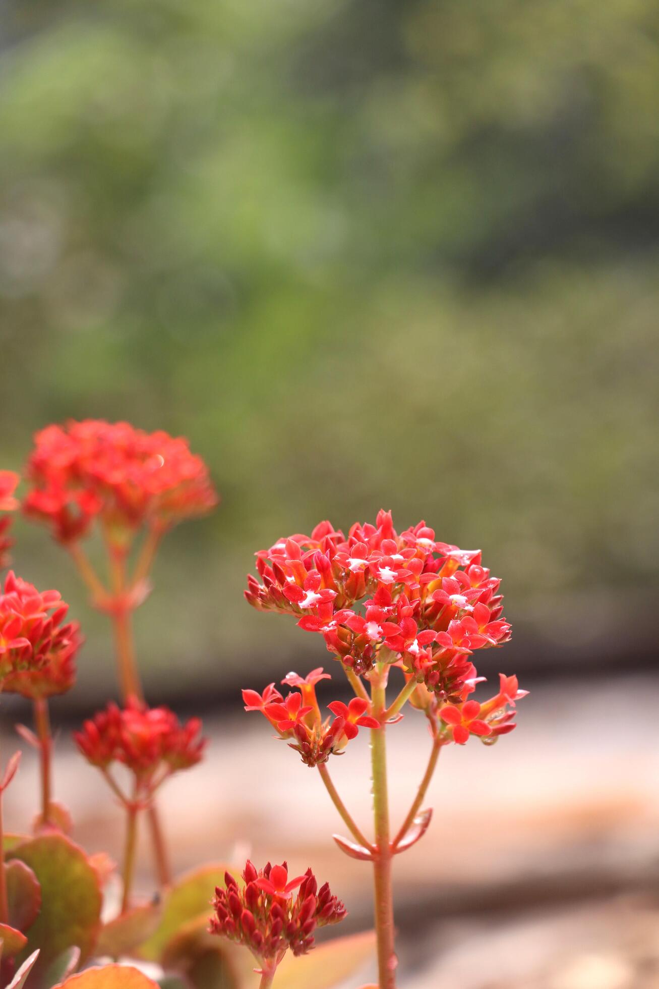 Red Flower With Background 5497166 Stock Photo at Vecteezy