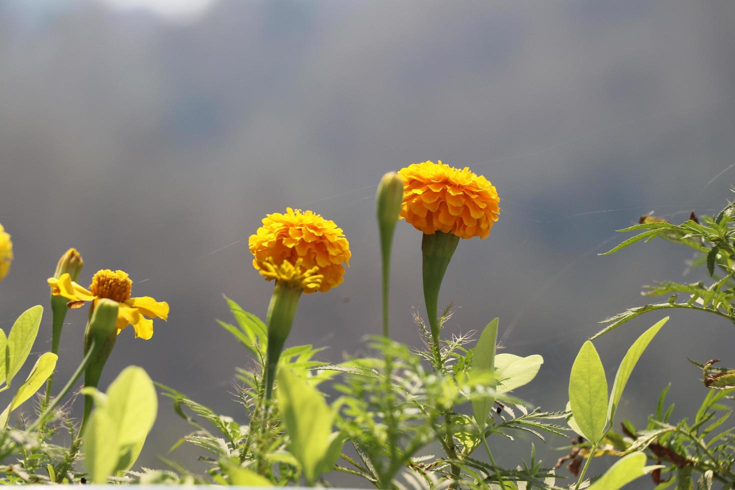 Marigold flower with green background photo