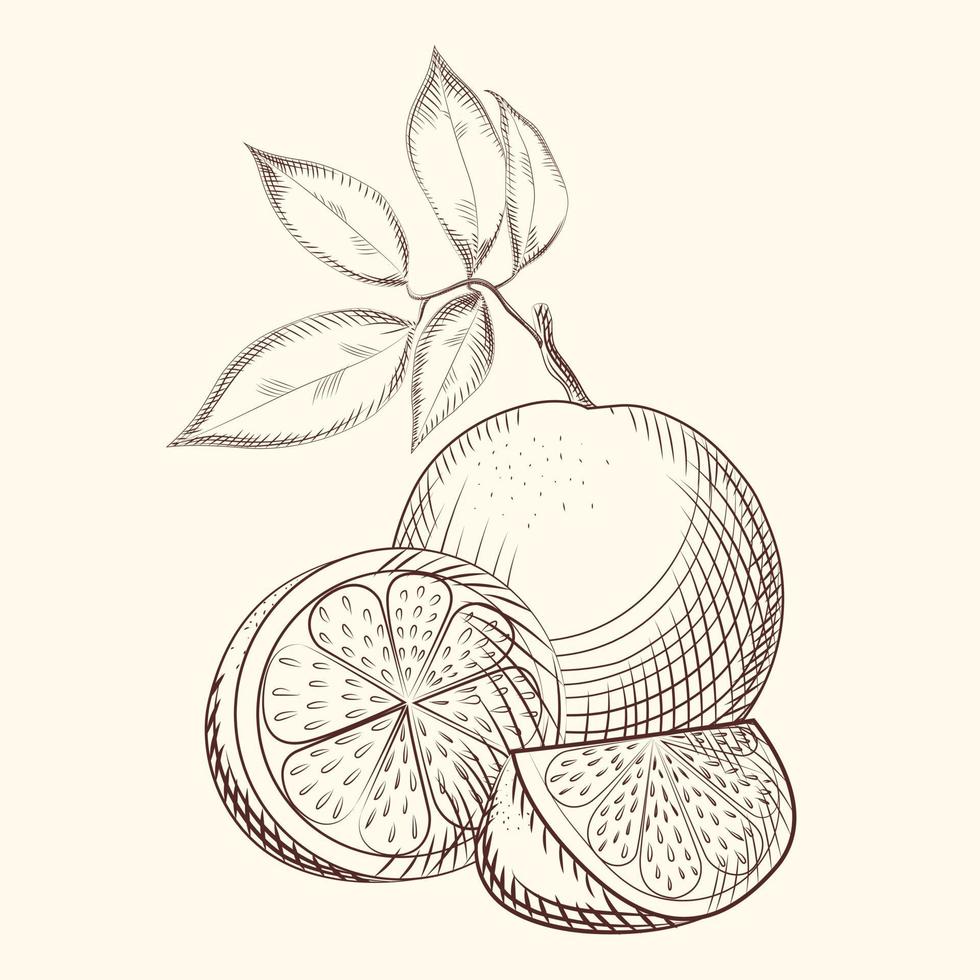 Orange fruit sketch. Slices of oranges. Exotic tropical fruit. vector