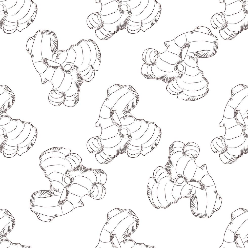 Hand drawn ginger root seamless pattern. Engraving style. vector