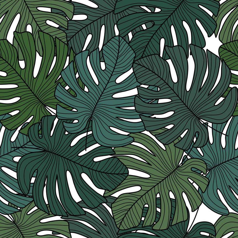 monstera deja un patrón sin costuras sobre fondo blanco. vector