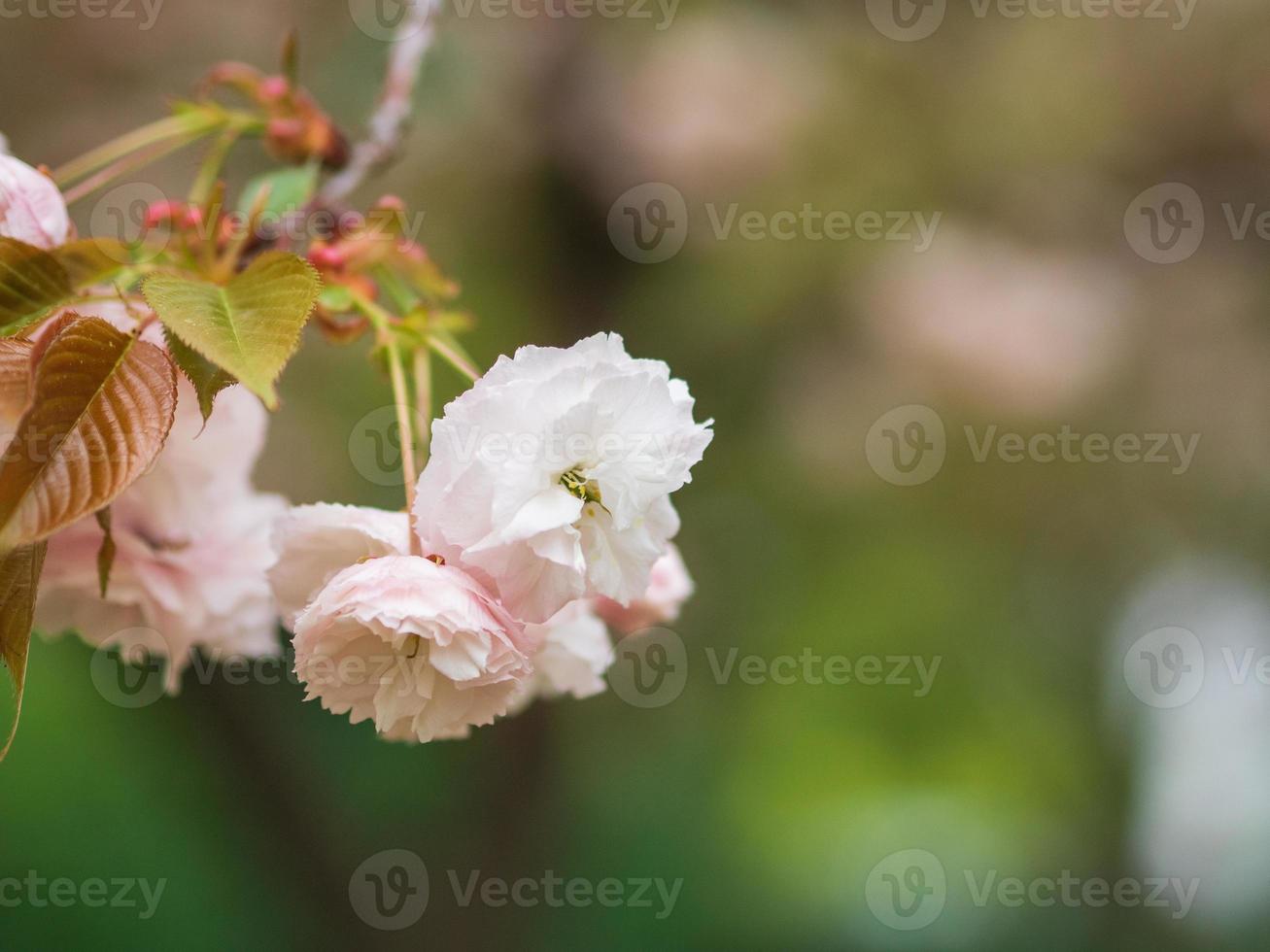 White and soft pink cherry blossoms. photo