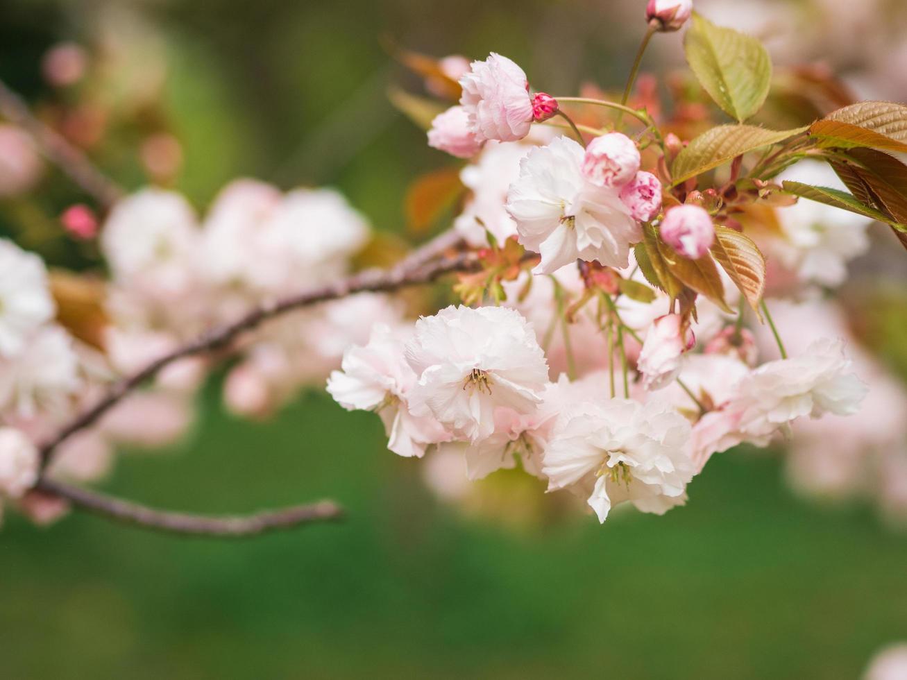 Shogetsu is a broad-spreading small deciduous tree with charming double flowers held in showy, hanging clusters of 3-6 blooms. photo