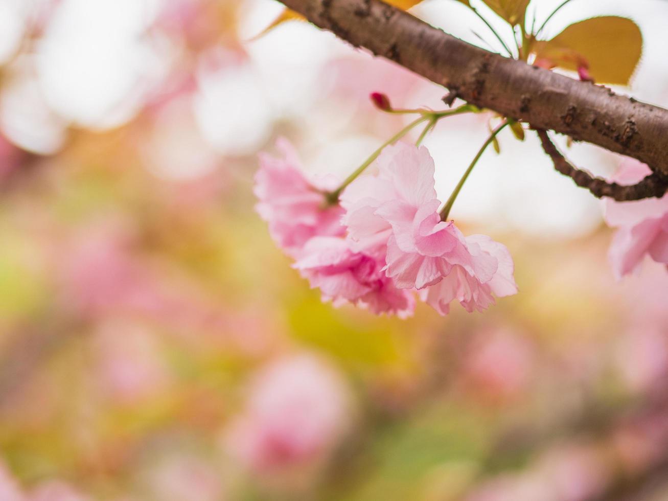 flores de cerezo rosa foto