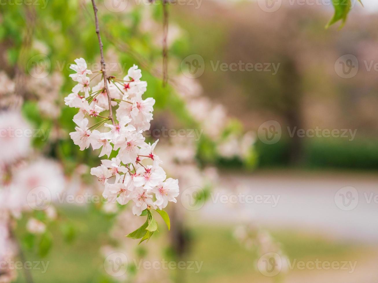 El cerezo llorón doble es un árbol caducifolio muy bonito que forma una amplia corona de ramas largas y graciosamente lloronas. foto