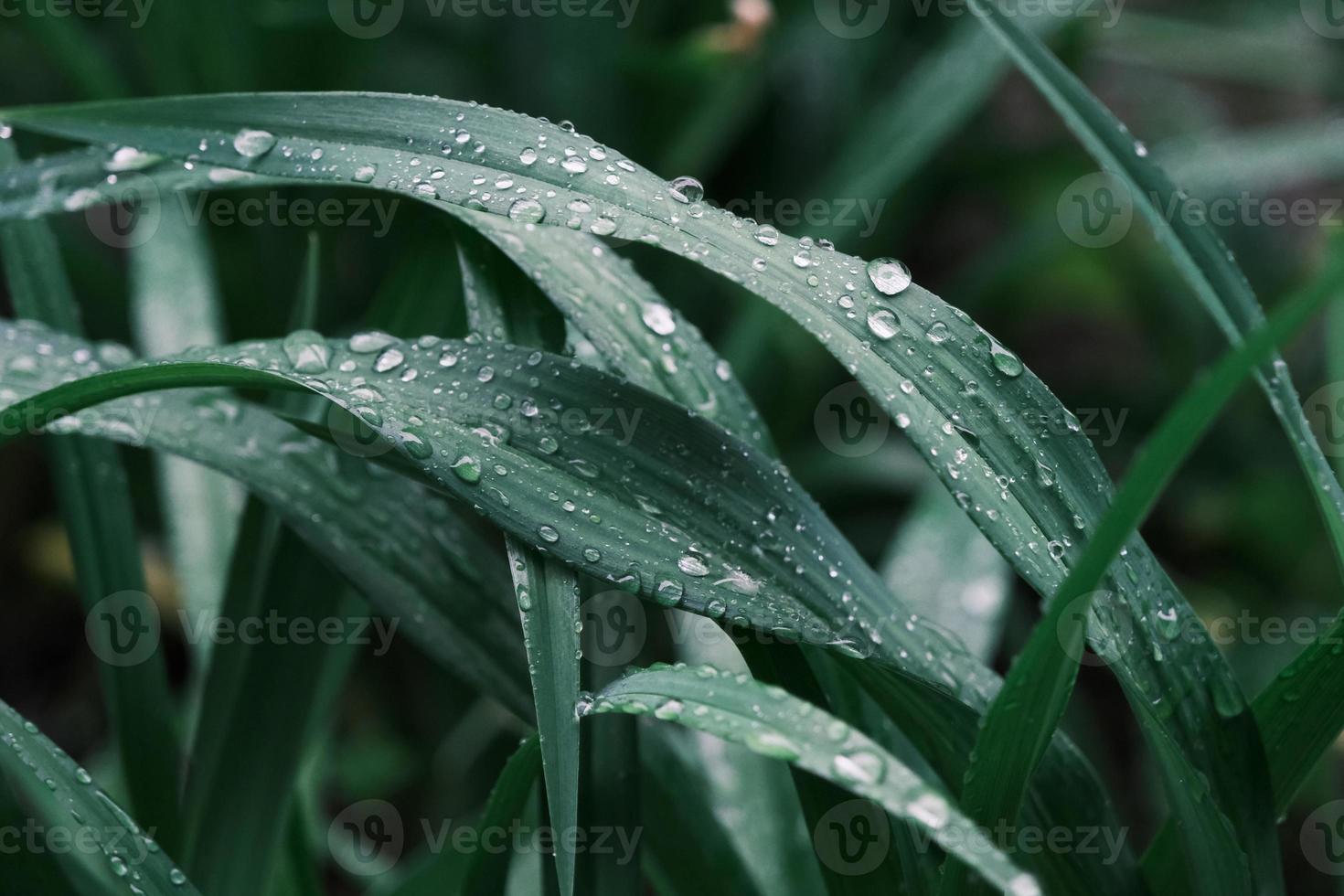 closeup of dew on the grass in the early morning garden, background photo