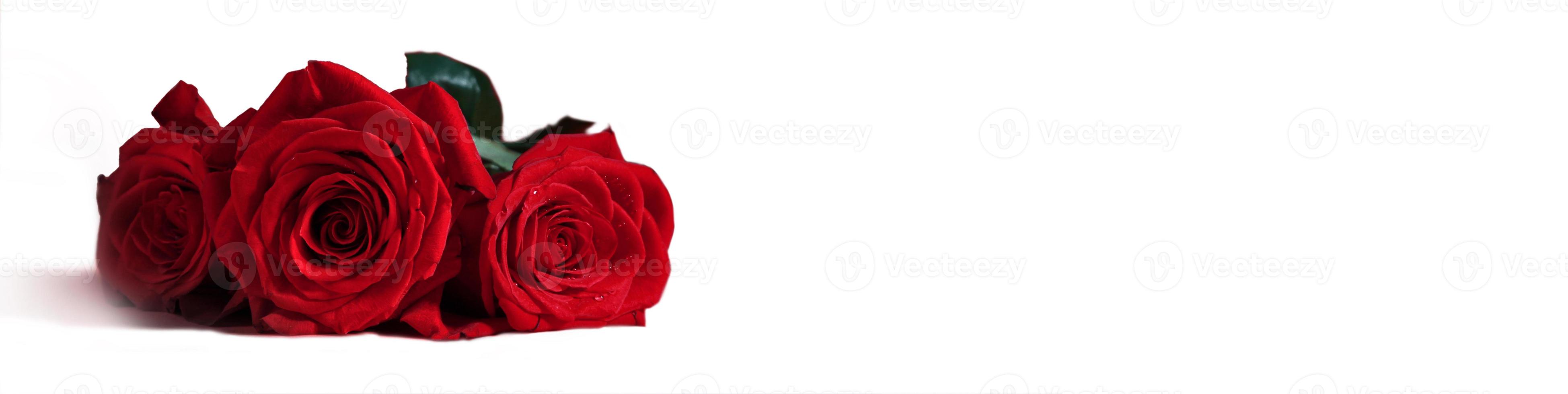 Beautiful red rose. Congratulatory background by St. Valentine's Day photo