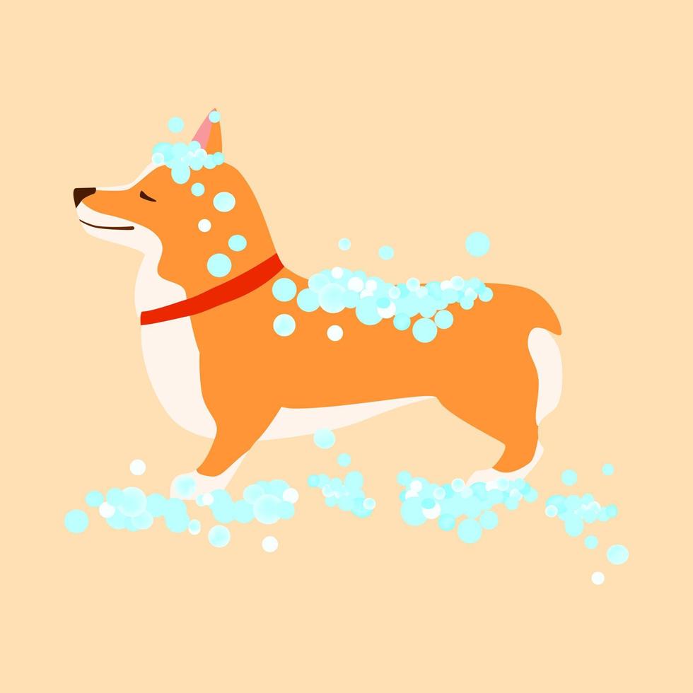 Happy cute dog. Welsh Corgi. Puppy wash. Grooming concept. vector