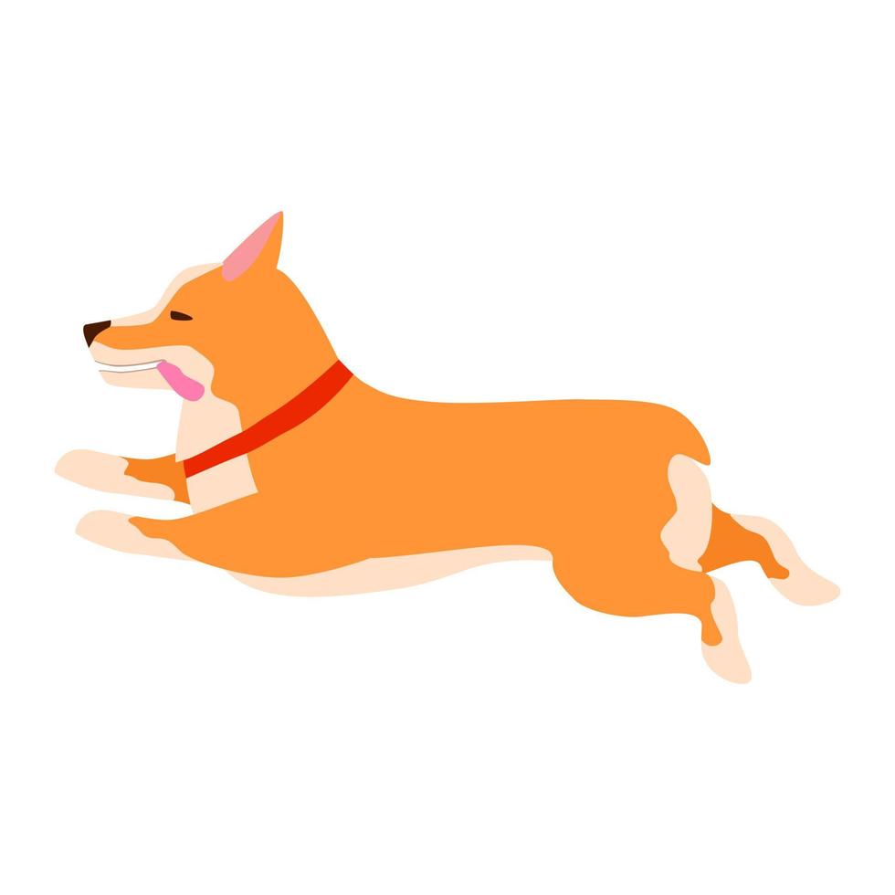 Happy cute dog. Welsh Corgi. Puppy fun runs, sticking out his tongue. vector