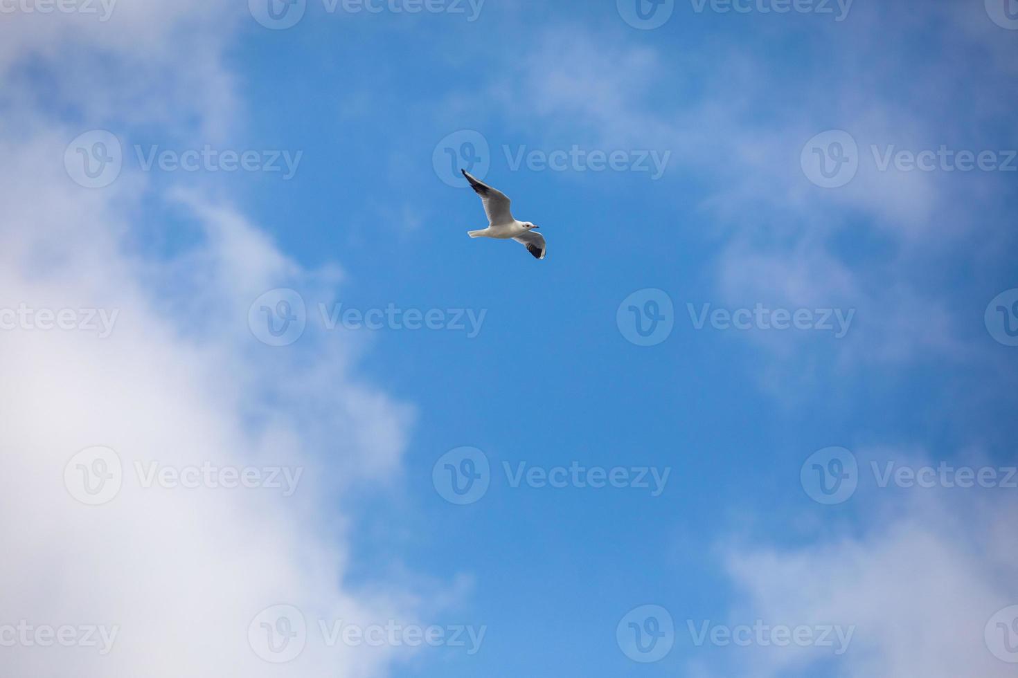 Bird Flying SEAGULL Isolated Sky Symbol of Freedom Concept. white seagull in the sky photo