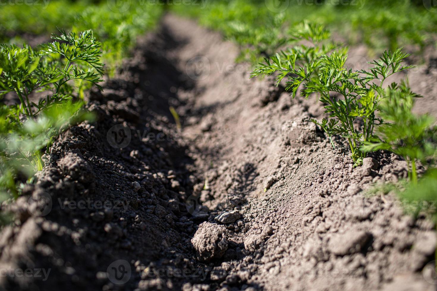 young green leaves of growing carrot. Carrots growing in the beds in the farmers field, carrots sticking out above the ground, vegetables planted in rows. Organic agriculture, farming concept photo