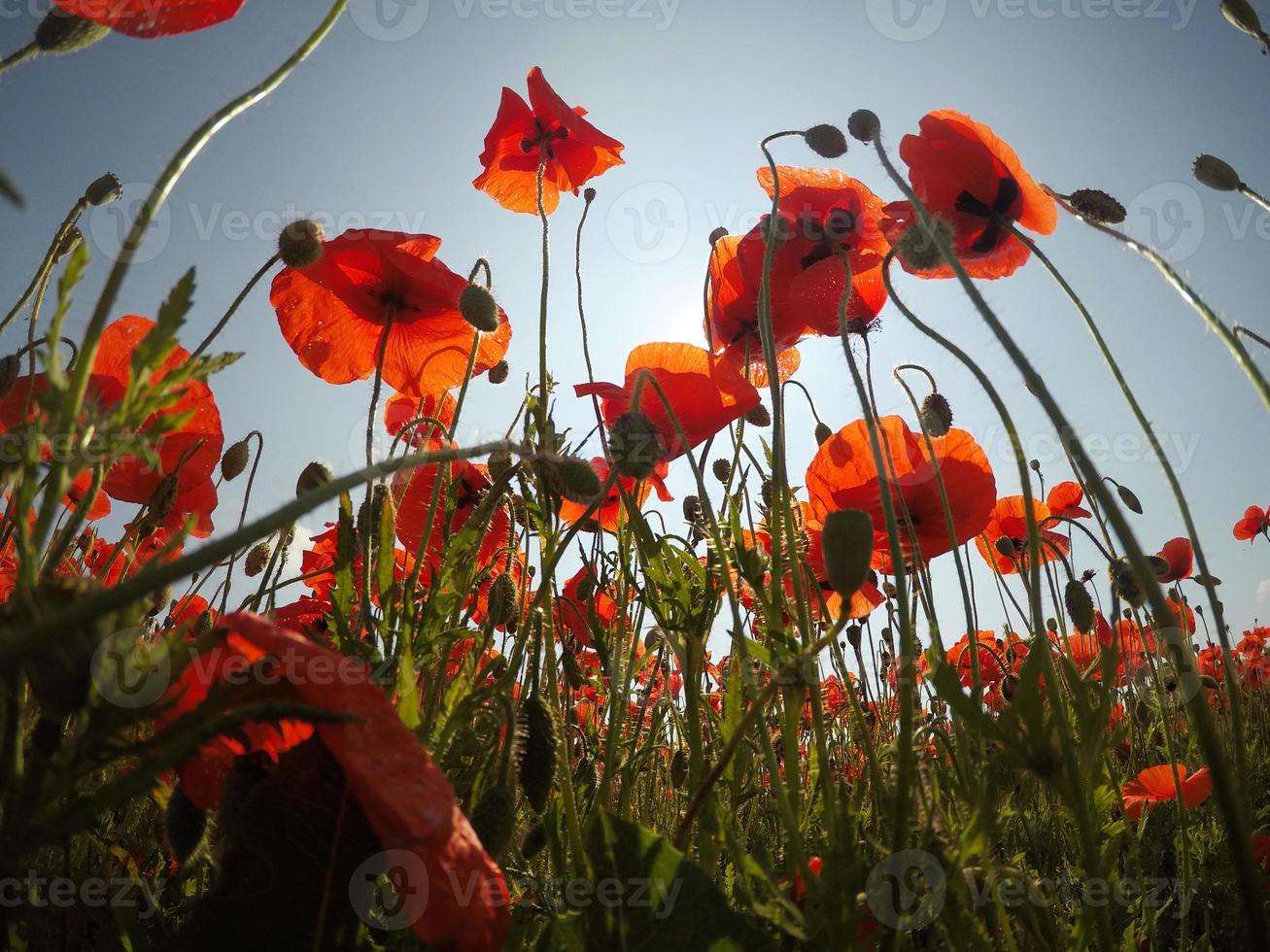 early morning red poppy field scene. poppies in the field photo