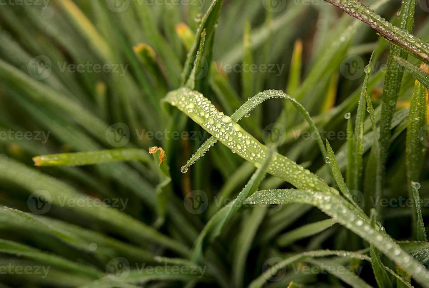 Water drops over a grass leaf photo
