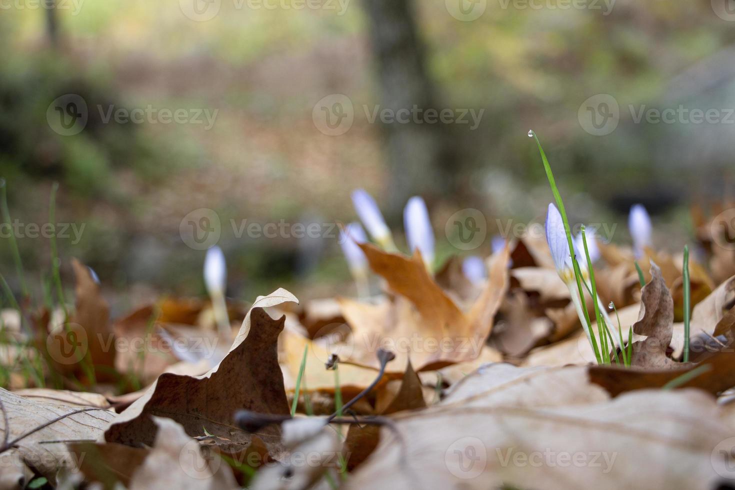 Snowdrops in the forest with beautiful soft light marking the coming of spring, flowers in the frosty, Beautiful wildflowers, in the forest, on a sunny spring day photo