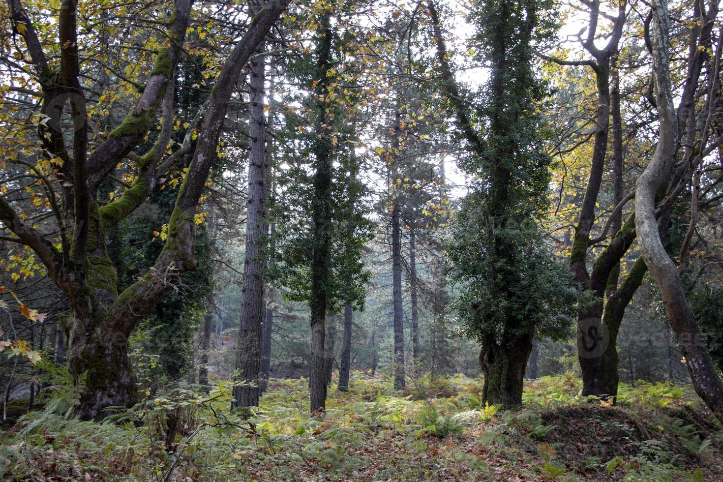 Autumn in the forest, walking on the road around the forest. View landscape. Spring walk along the deep forest. meadow in the forest in autumn, View landscape trees and leaves photo