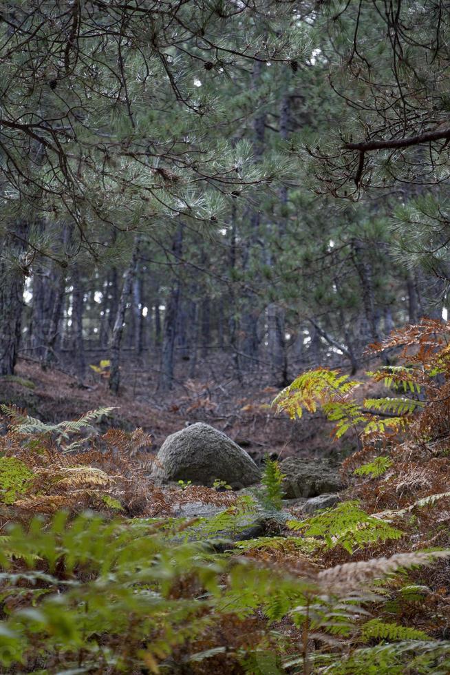 Autumn in the forest, walking on the road around the forest. View landscape. Spring walk along the deep forest. meadow in the forest in autumn, View landscape trees and leaves photo