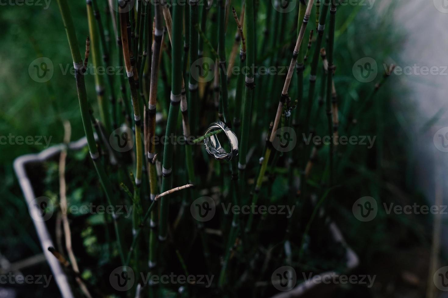 Wedding rings symbol love family. A pair of simple wedding rings photo