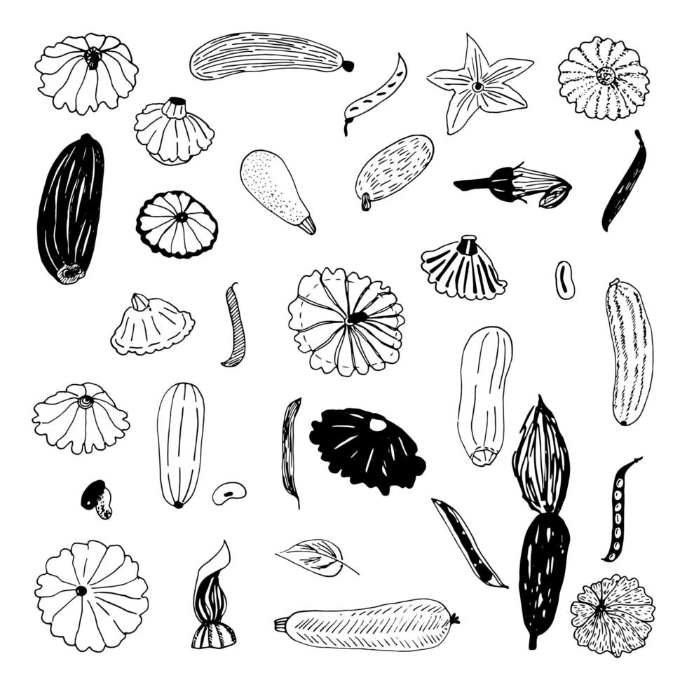 set zucchini beans  squash hand draw vector