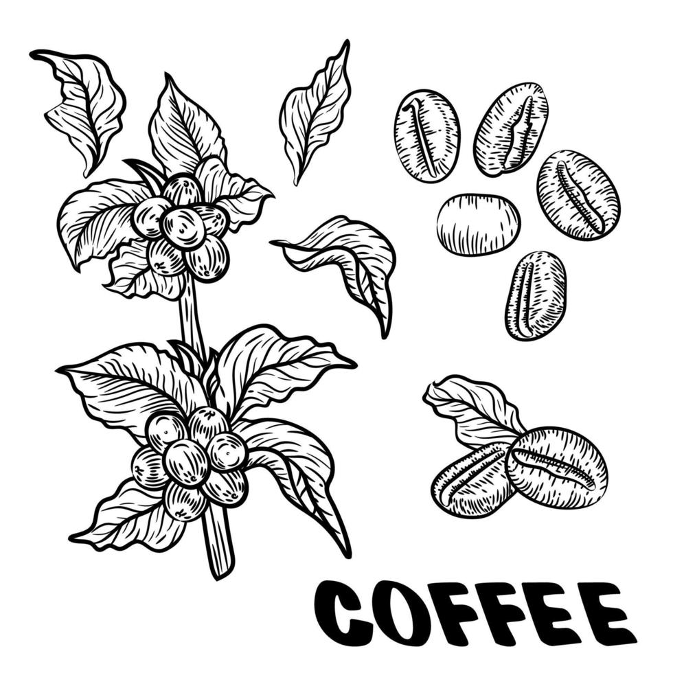 conjunto vectorial de ramas de árboles de café con flores, hojas y frijoles. dibujo botánico, boceto. diseño de arte lineal. estilo de naturaleza realista. ilustración orgánica. gran colección aislada sobre fondo blanco. vector