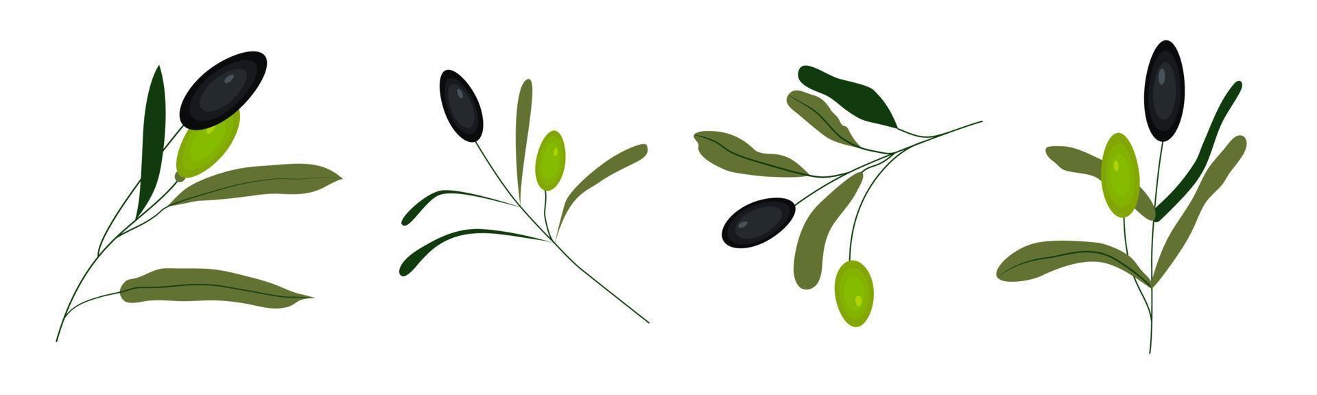 Set of green and black vector olive branches isolated on white background. Olives are oil sign, healthy products, organic cosmetics, eco food, natural element.