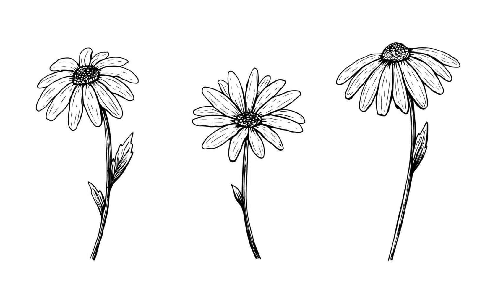 Set of outline daisy flowers. Vector hand-drawn illustration in line ...