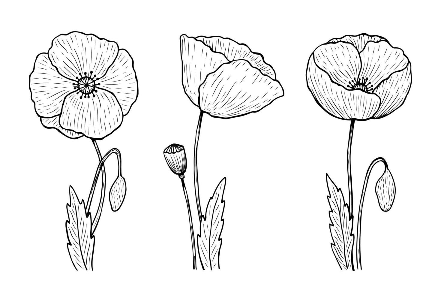 Set of outline poppies. Vector hand-drawn illustration in line art style. Sketches of spring flowers. Perfect for your projects, cards, invitations, print, decor, patterns, packaging design.