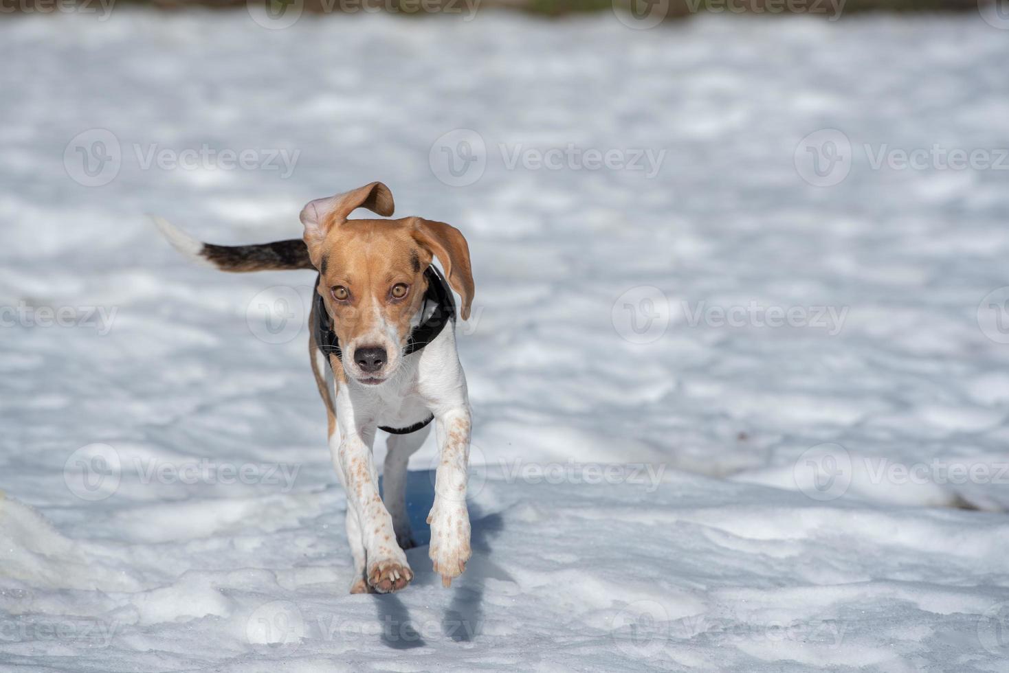 cachorro beagle descansando en la nieve foto