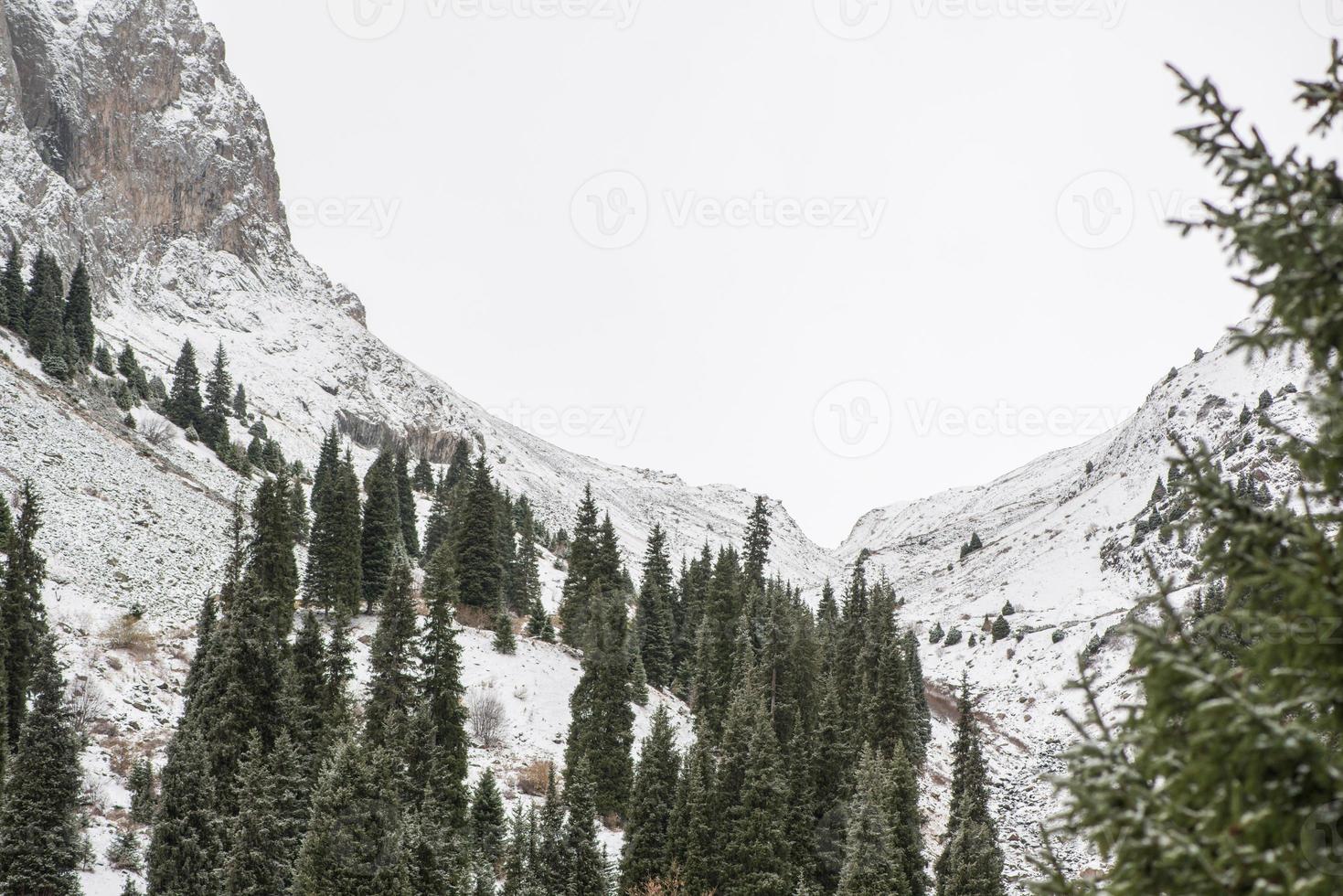 winter mountain landscape with pine trees photo