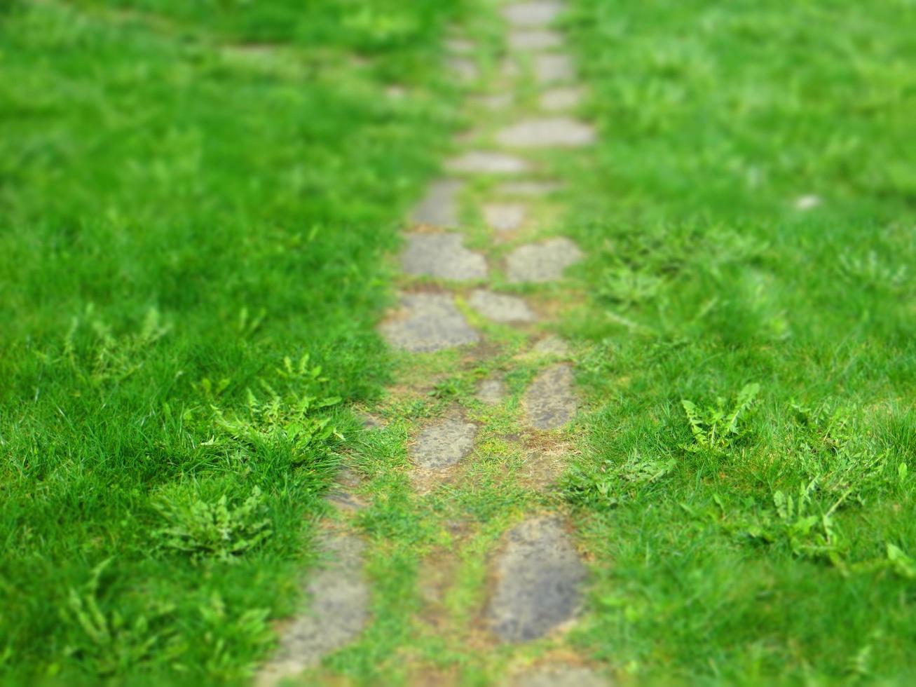 primavera. pequeño camino de piedra entre hierba verde. efecto de inclinación foto