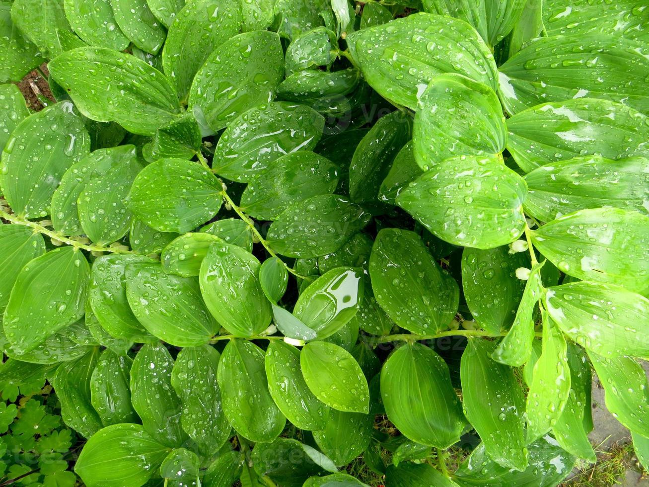 patrón de hojas verdes foto