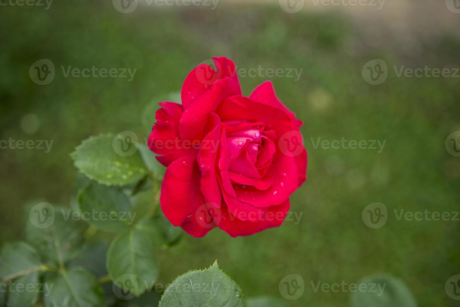 primer plano de flor rosa roja viva sobre fondo verde natural en bulgaria.  5503886 Foto de stock en Vecteezy