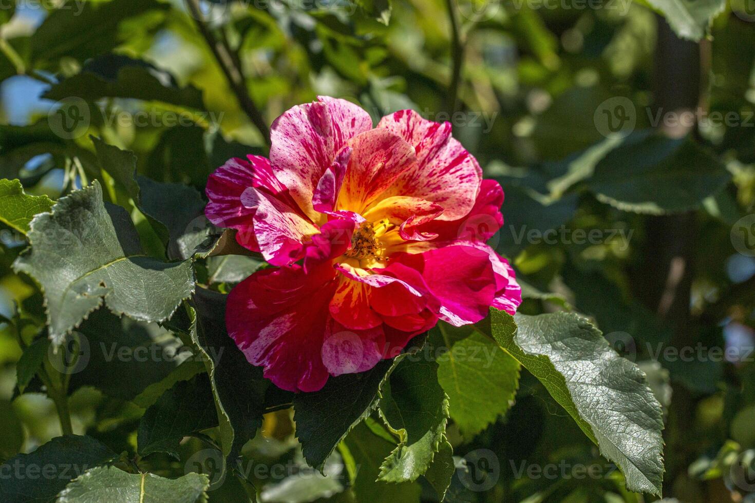 Twocolor redwhite rose blossomed and blooms in a garden in Bulgaria