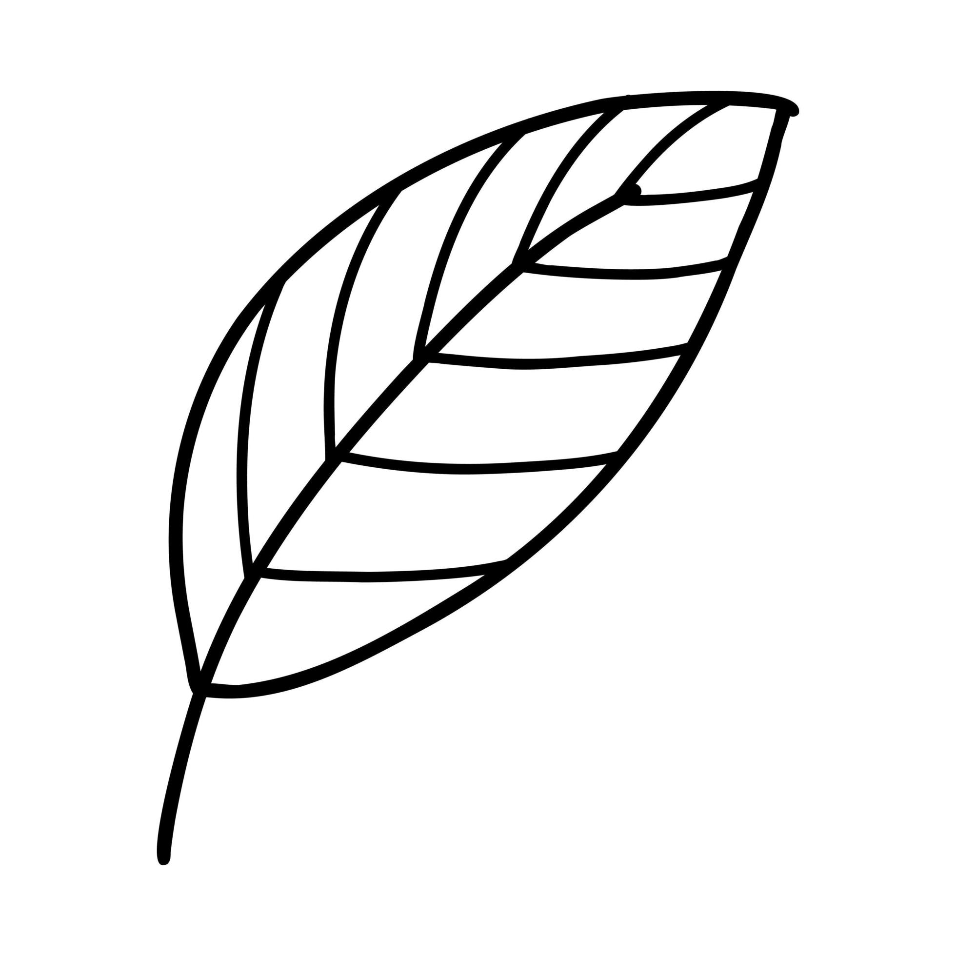 Doodle line leaf. Vector illustration of linear leaves 5506152 Vector ...