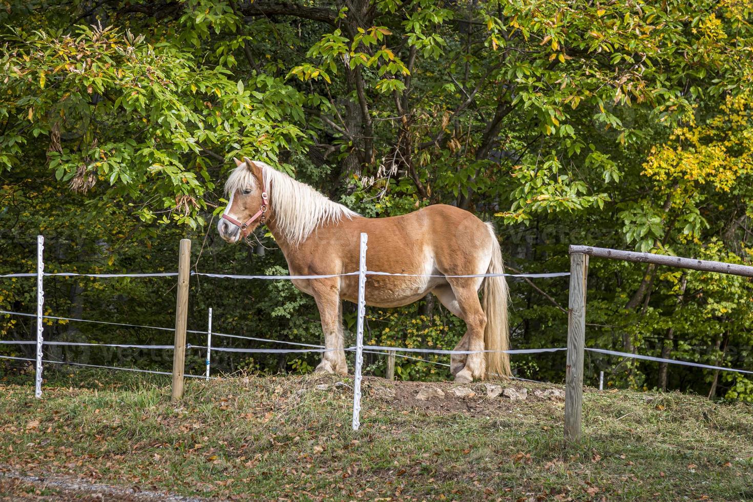 Beautiful red horse standing in a meadow in spring. photo