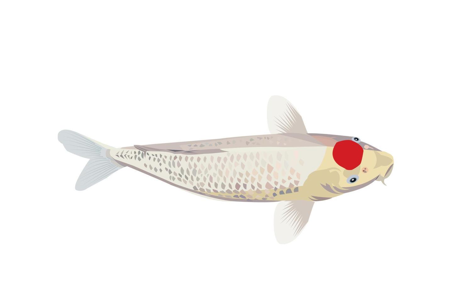 vector japan koi fish in tancho coloration