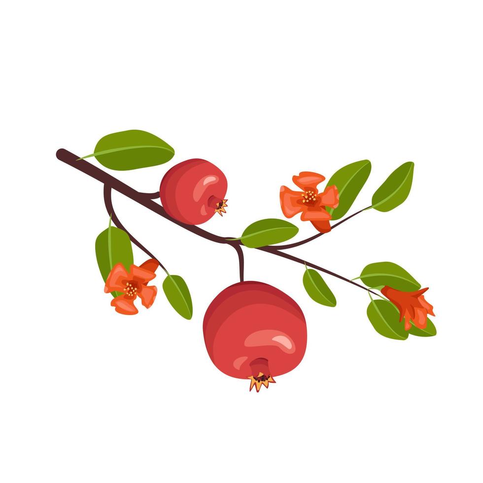 icono de granada roja entera en rama con hojas y flores. frutas saludables para una nutrición adecuada. alimentos dulces para la dieta. ilustración plana vectorial vector